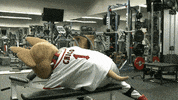 epchihuahuas baseball chihuahua mascots chico GIF