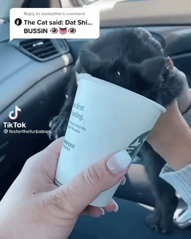 gifnifx giphyupload bussin GIF