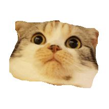 surprised GIF by imoji