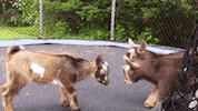 GIF by Random Goat
