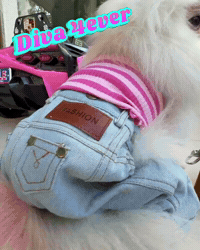 White Pomeranian Mood GIF
