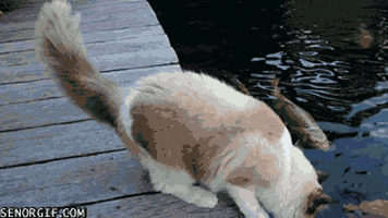 cat gives GIF by Cheezburger
