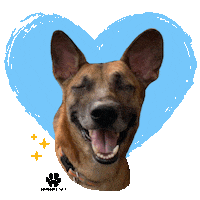 Happy Dog Sticker by Pawssion Project Foundation Inc.