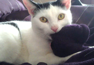 sasha fierce cat GIF