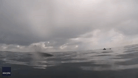 Kayaker Encounters Humpback Whales Off Irish Coast