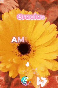 Amigos Flores GIF by Murcianys LLC