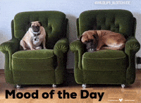 Mood Of The Day GIF