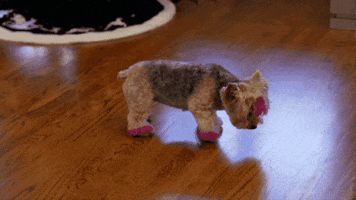 Dog Pink GIF by Brandon TV