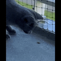 ekekeklunagarcia cats hiss funnycat angrycat GIF