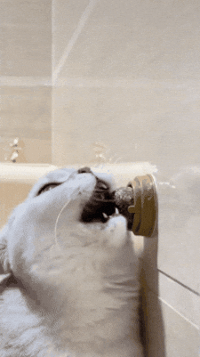 Gato satisfecho