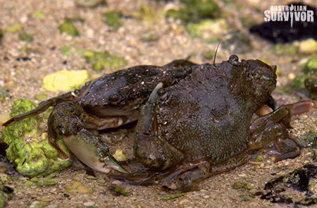 survivorau giphyupload fight survivor crab GIF