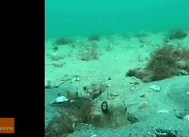 Googly-Eyed Octopus Plays Peekaboo With Diver
