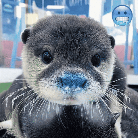 Otter Freezing GIF