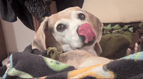 markbarrus ginger the beagle GIF