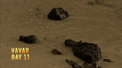 survivorau GIF by Australian Survivor