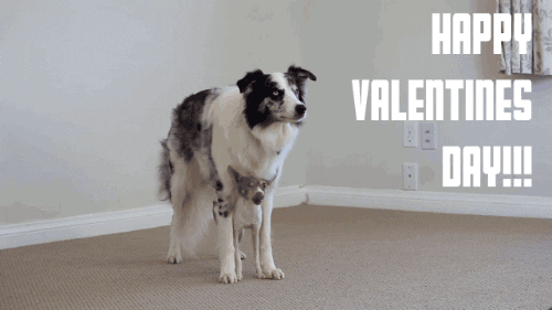 valentines day dog GIF