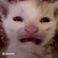 Cat Instagram GIF