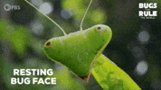 Praying Mantis Smile GIF by PBS