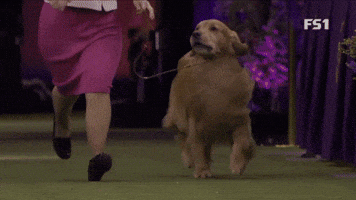 Meet Daniel, the Golden Retriever