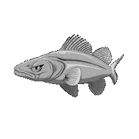Pesca Spinning Sticker by Jolly Fishing