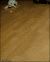 Cat Laser GIF