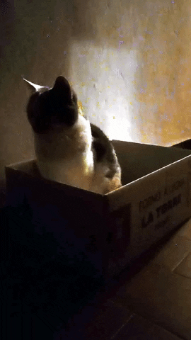 Simongip giphyupload GIF