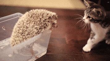 kitten hedgehog GIF by Internet Cat Video Festival