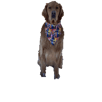 Golden Retriever Sticker by Geekster Pets