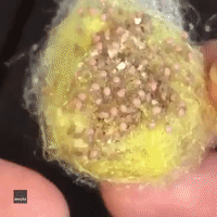 Insect Lover Opens Egg Sac Full of Baby Spiders