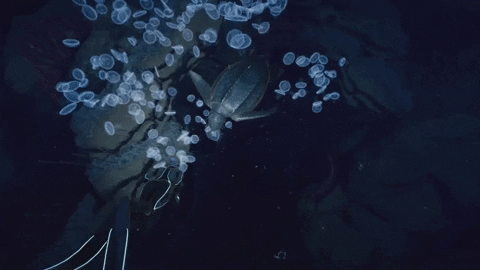 Swim Turtle GIF by Beyond Blue