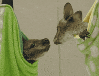 Happy I Love You GIF by San Diego Zoo