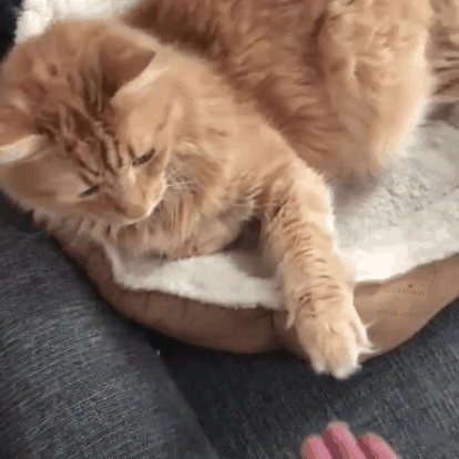high five cats GIF