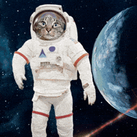 Cute Cat GIF by Furrend