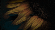 samirawinter film rainbow space winter GIF