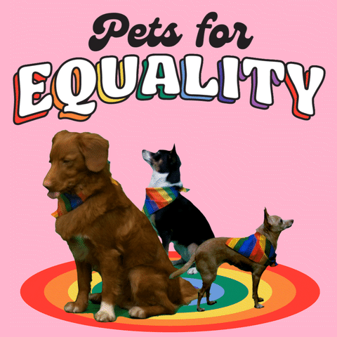 Video gif. Three dogs wearing rainbow neckerchiefs pose on a rainbow circle, with one standing up on its hind legs. Text on a pink background, "Pets for equality."