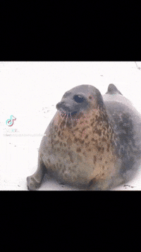 Thesaidenyt GIF