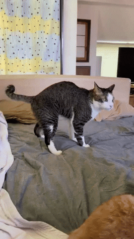 cuteanimalland giphyupload GIF
