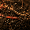 GIF by FAO