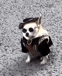 Dog Sunglasses GIF