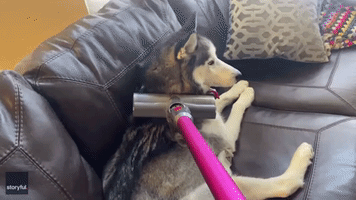 S-paw Day: Husky Gets Unconventional Grooming Treatment With Vacuum Cleaner