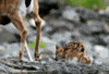 mothers day GIF