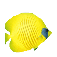fish STICKER by imoji
