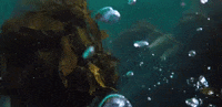 HezzaFezza my octopus friend 9 GIF