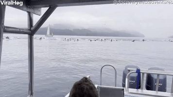 150 Dolphins Charge Past Boat Fleeing Orca Hunt