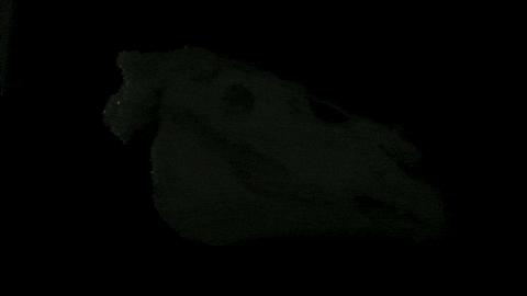 Horse Sculpture GIF by studio-vpr