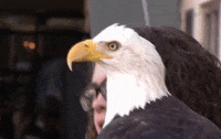 4Th Of July Bird GIF by Fort Wayne TinCaps