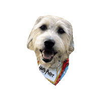 Maya Schnauzer Sticker by Geekster Pets