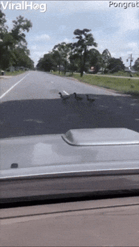 Cars Pause to Let Ducks Pass