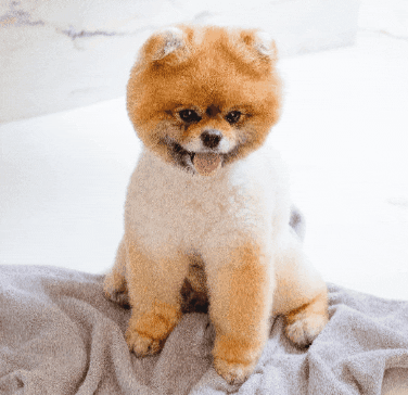 Dogs Love GIF by REMAX LUXURY