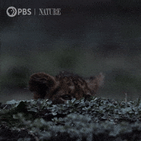 Peaking Baby Animal GIF by Nature on PBS
